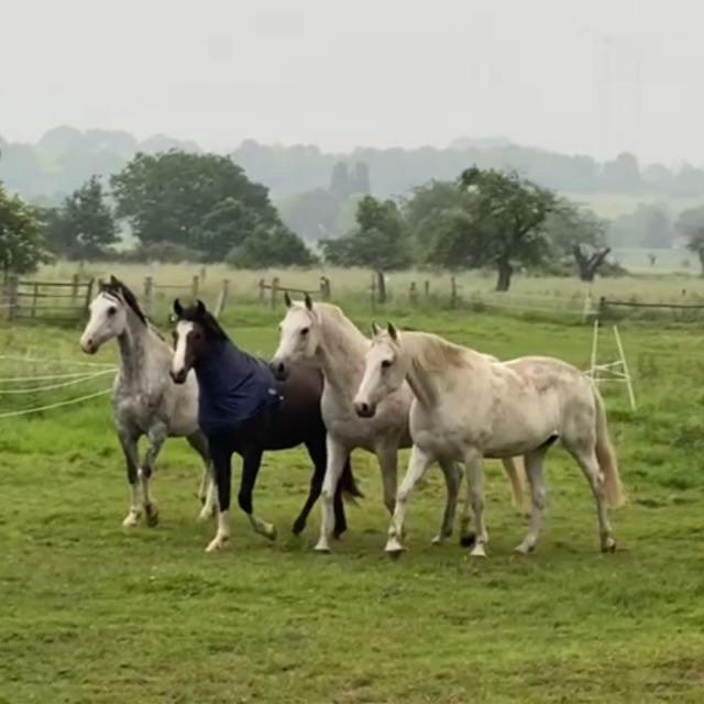 Gaestehaus White Horse Diedersen Coppenbrügge Екстериор снимка